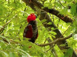 loro molucas eclectus o eclectus roratus. es un vistoso loro pájaro, y un nativo especies de indonesio foto