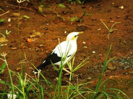 White Myna or Black Winged Myna or Acridotheres Melanopterus looking for food on the ground. Endangered beautiful white bird from Indonesia. photo