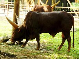 portrait of african ankole watusi cow with big and long horn. photo