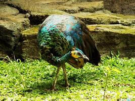 Green peacock. Pavo muticus. Beautiful bird with vibran color feather wich is found in the tropical forests of Southeast Asia, also known as a Javanese peacock. photo