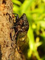 Macro photo close up of a Cicada Insect, Cicada perched on a branch in its natural habitat. Cicadomorpha an insect that can make sound by vibrating its wings.