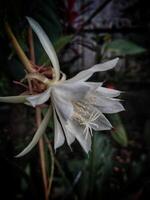 flor de princesa de el noche o epiphyllum pumilum. epiphyllum oxipétalo o dama de el noche, floración nocturna cactus, floración nocturna caerus, orquídea cactus, reina de el noche, wijayakusuma foto