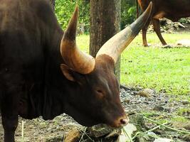 portrait of african ankole watusi cow with big and long horn. photo