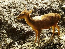 portrait of a young deer on his habitat at bright daylight. Beautiful young deer with golden brown color photo