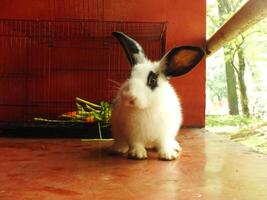cute funny and fluffy black and white rabbit in the barn. adorable pets with soft fluff photo