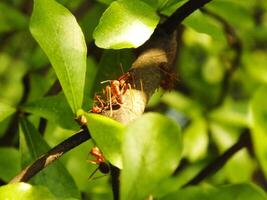 Selective focus of a red weaver ants colony walking on tree branch with nature background photo