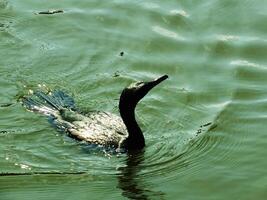 pequeño negro cormorán pájaro nadando en el lago a soleado días. esta es acuático pájaro es muy bueno en pescado caza foto