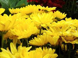 color collection of chrysanthemum flowers blooming. Nature Autumn Floral background. Many Chrysanthemum flowers growing in pots for sale in florist's shop photo