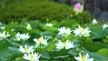 acqua gigli fiori nel il prato video