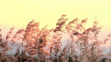 Grass flower with a backdrop of sunset mountains and wind video