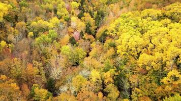 autunno colore foresta, cinema 4k aereo inclinazione Visualizza al di sopra di colorato autunno alberi video