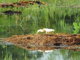 Ardeola speciosa, or known as the Javan pond heron, is a wading bird of the heron family, from Southeast Asia, particularly Indonesia. They commonly found in shallow fresh and salt water wetlands photo