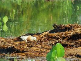 ardeola especia, o conocido como el javan estanque garza, es un vadear pájaro de el garza familia, desde Sureste Asia, particularmente Indonesia. ellos comúnmente encontró en superficial Fresco y sal agua humedales foto