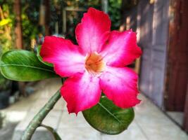 adenium árabe flor o Desierto Rosa o rosado rojo azalea floreciente hermosamente en el jardín. foto