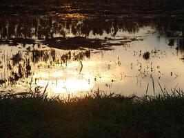 abstract background image of a sunrise reflection on a swamp water surface. Silhouettes of reeds growing in rural marsh that reflects golden light from the sun photo