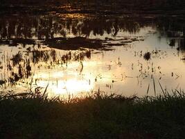 resumen antecedentes imagen de un amanecer reflexión en un pantano agua superficie. siluetas de cañas creciente en rural pantano ese refleja dorado ligero desde el Dom foto