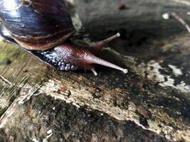 el nombre de caracol es un comúnmente aplicado en más a menudo a tierra caracoles. lissachatina fulica caminando en el yarda foto