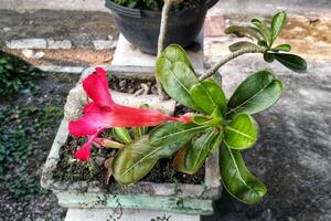 Adenium arabicum flower or desert rose or Pink red azalea blooming beautifully in the garden. photo