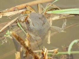 marrón arroz cangrejos en humedales En Vivo entre seco arroz ramas sumergido en agua. comúnmente encontró en arroz campo. esta especies es un Fresco agua cangrejo comúnmente encontró a rural zona arroz campo foto