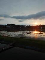 relaxing and calming scenery of an old bamboo bridge crossing an irrigation chanel to rice field with golden yellow light from the sun rise photo