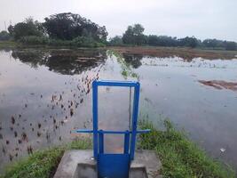 irrigation channel with blue metal door for rice fields photo