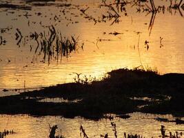 abstract background image of a sunrise reflection on a swamp water surface. Silhouettes of reeds growing in rural marsh that reflects golden light from the sun photo