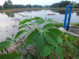 irrigation channel with blue metal door for rice fields photo