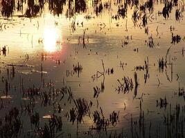 resumen antecedentes imagen de un amanecer reflexión en un pantano agua superficie. siluetas de cañas creciente en rural pantano ese refleja dorado ligero desde el Dom foto