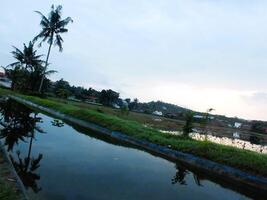 relax and calming ambience of rural scene with coconut trees, cloudy blue sky, rice field, irrigation channels before sunrise. tranquil photo