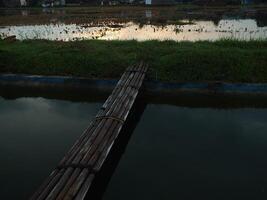 relaxing and calming scenery of an old bamboo bridge crossing an irrigation chanel to rice field with golden yellow light from the sun rise photo