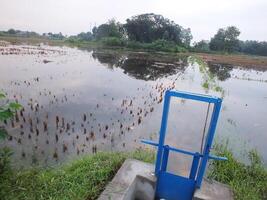 irrigación canal con azul metal puerta para arroz campos foto