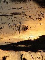 abstract background image of a sunrise reflection on a swamp water surface. Silhouettes of reeds growing in rural marsh that reflects golden light from the sun photo