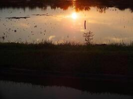 abstract background image of a sunrise reflection on a swamp water surface. Silhouettes of reeds growing in rural marsh that reflects golden light from the sun photo