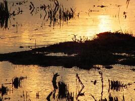 resumen antecedentes imagen de un amanecer reflexión en un pantano agua superficie. siluetas de cañas creciente en rural pantano ese refleja dorado ligero desde el Dom foto