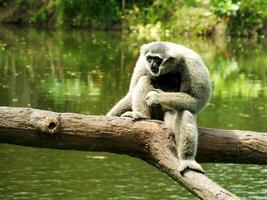 Portrait of Javan Silvery Gibbon, Hylobates moloch on bright day light. Active primate looking for food. Grey gibbon on the tree log, Java, Indonesia in Asia. photo