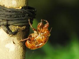 Molting cicada on a tree. Cicadas life cycle in nature forest. insect larva photo