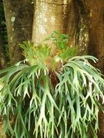 Deer antlers are a type of epiphytic plant, a plant that attaches to other objects or trees without harming the plant that hosts it photo