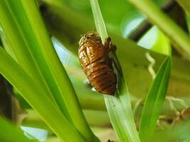 Molting cicada on a tree. Cicadas life cycle in nature forest. insect larva photo