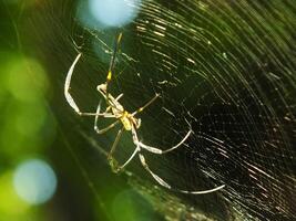 araña en el telaraña con natural verde bosque antecedentes. un grande araña murga pacientemente en sus web para algunos presa foto