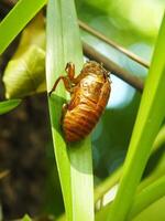 Molting cicada on a tree. Cicadas life cycle in nature forest. insect larva photo