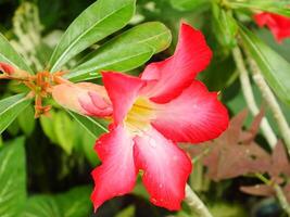 adenium árabe flor o Desierto Rosa o rosado rojo azalea floreciente hermosamente en el jardín. foto