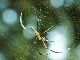 araña en el telaraña con natural verde bosque antecedentes. un grande araña murga pacientemente en sus web para algunos presa foto