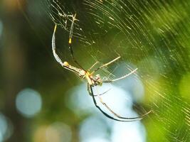 araña en el telaraña con natural verde bosque antecedentes. un grande araña murga pacientemente en sus web para algunos presa foto