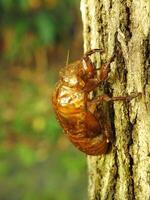 Molting cicada on a tree. Cicadas life cycle in nature forest. insect larva photo