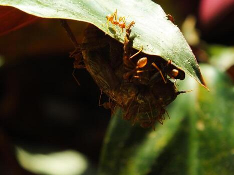 A group of weaver ants doing a team work for biting a cicadas insects. photo