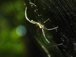 araña en el telaraña con natural verde bosque antecedentes. un grande araña murga pacientemente en sus web para algunos presa foto