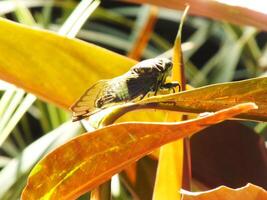 Cicada insect on natural habitat. Cicada staying on the surface of the branch photo