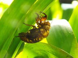 Molting cicada on a tree. Cicadas life cycle in nature forest. insect larva photo