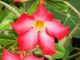 adenium árabe flor o Desierto Rosa o rosado rojo azalea floreciente hermosamente en el jardín. foto