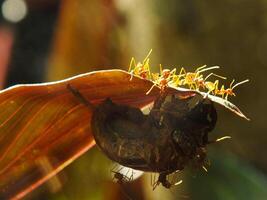 un grupo de tejedor hormigas haciendo un equipo trabajo para mordiendo un cigarras insectos foto